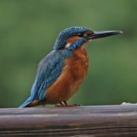eisvogel 2a